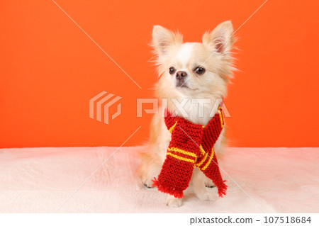A cream-colored Chihuahua sitting wearing a red scarf A cream-colored Chihuahua sitting wearing a red scarf 107518684