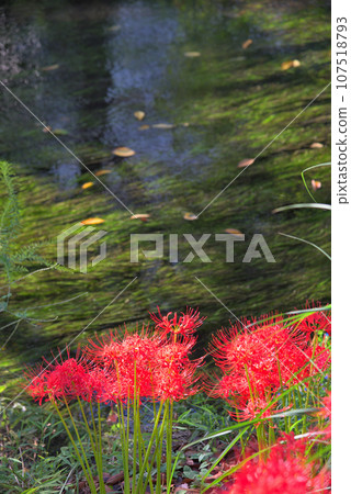 A cluster amaryllis along the river 107518793