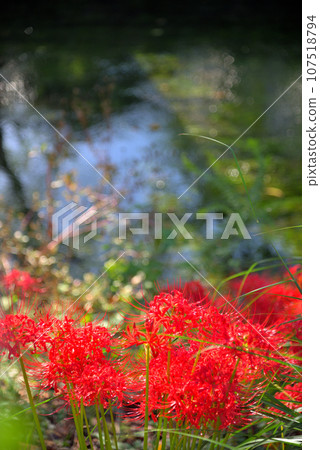 沿河的群集孤挺花 沿河的群集孤挺花 107518794