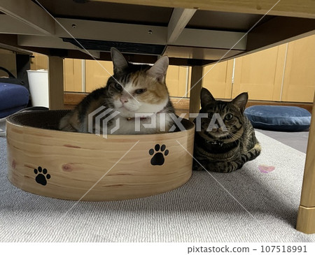 你們是好朋友嗎？是不是很糟糕？不明白的貓 107518991