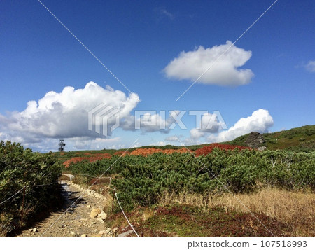 我們去看秋天的落葉吧 107518993