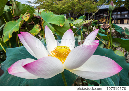 千秋寺院內盛開的一朵蓮花 千秋寺院內盛開的一朵蓮花 107519578