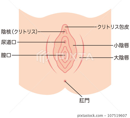 女性生殖器官插畫：陰道 107519607