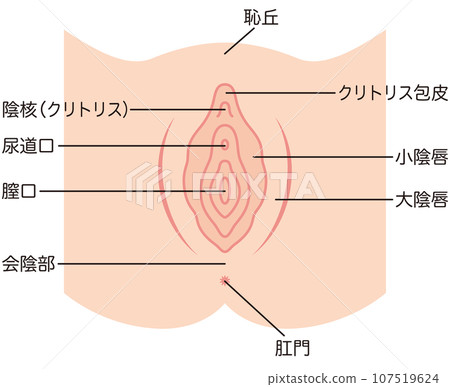 女性生殖器官插畫：陰道 107519624