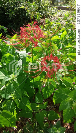 red spider lily red spider lily 107519667
