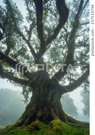 The Fanal Forest, part of the indigenous Laurisilva Forest, is located in Madeira The Fanal Forest, part of the indigenous Laurisilva Forest, is located in Madeira 107519786