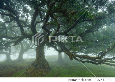The Fanal Forest, part of the indigenous Laurisilva Forest, is located in Madeira 107519800