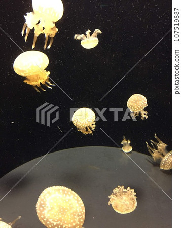 漂浮的水母 漂浮的水母 107519887