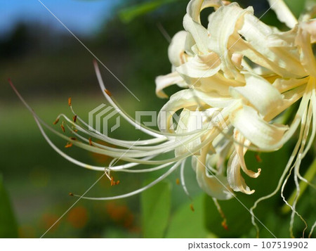 Close-up of white flowers of Higanbana (Manjushala in the park) Close-up of white flowers of Higanbana (Manjushala in the park) 107519902