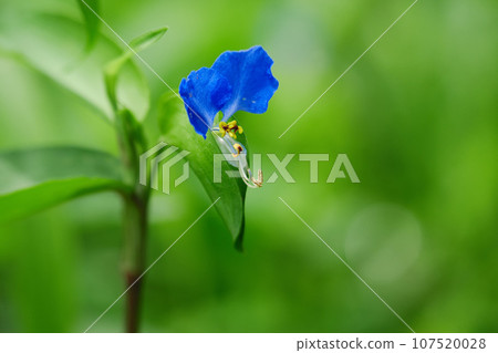 露草/露草 露草/露草 107520028