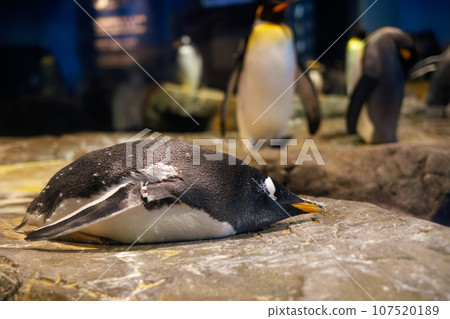 企鵝躺下睡覺 企鵝躺下睡覺 107520189