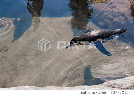 Swimming penguin seen from above 107520191