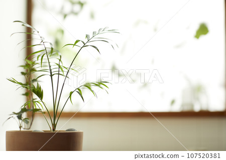 A comfortable room where warm afternoon sunlight comes in through a window with a view of tree leaves. 107520381