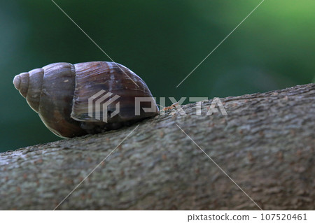 Ant and snail meet on tree trunk Ant and snail meet on tree trunk 107520461