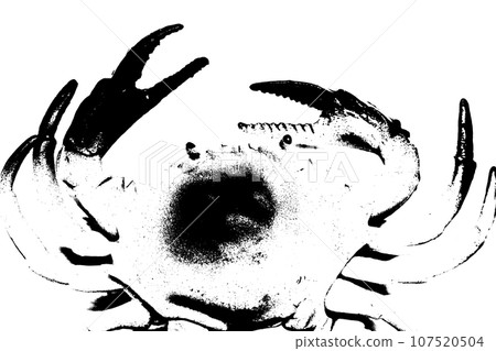 silhouette of crab isolated on white background, invertebrate animal 107520504
