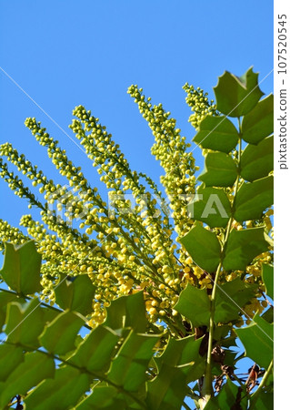 Heiringuanten花 Heiringuanten花 107520545