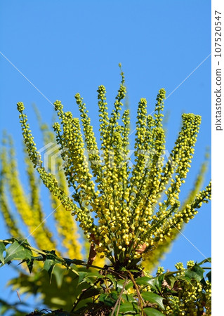 Heiringuanten花 Heiringuanten花 107520547