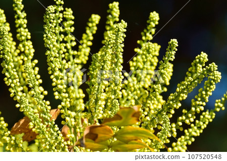 Heiringuanten花 Heiringuanten花 107520548