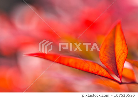 南南/南天 南南/南天 107520550