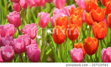 beautiful pink and orange tulip in the garden, natural background 107520562