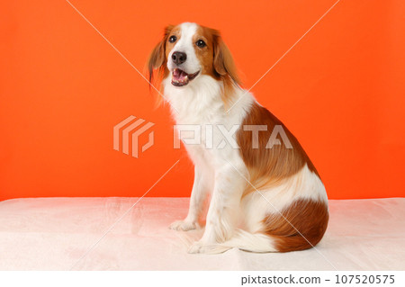 A medium-sized Koikeruhondier turning around and posing. A medium-sized Koikeruhondier turning around and posing. 107520575