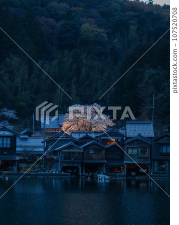 伊根船屋的大櫻花 107520708