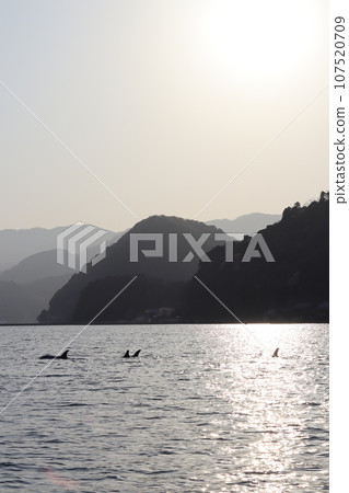 海豚在夕陽下游泳 107520709