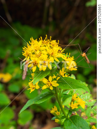 A chinensis sucking nectar from a scutellariae that blooms along the trekking course to Mt. Rebundake on Rebun Island, off the coast of Wakkanai City, Hokkaido. 107520865