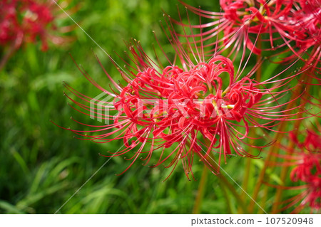 Cluster amaryllis Cluster amaryllis 107520948