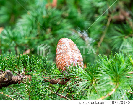 Autumn scenery: large Himalayan cedar pine cones 107520980