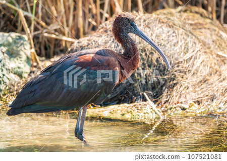 The glossy ibis, latin name Plegadis falcinellus, searching for food in the shallow lagoon. 107521081