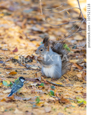 Autumn squirrel with nut sits on green grass with fallen yellow leaves 107521118