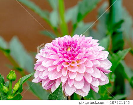 Beautiful dahlias blooming colorfully in the autumn rain Beautiful dahlias blooming colorfully in the autumn rain 107521145