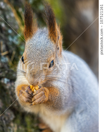 The squirrel with nut sits on a branches in the spring or summer. Portrait of the squirrel close-up The squirrel with nut sits on a branches in the spring or summer. Portrait of the squirrel close-up 107521161
