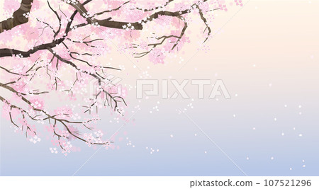 櫻桃樹和天空背景圖 櫻桃樹和天空背景圖 107521296