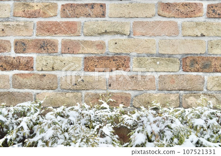 Brick wall and snow covered plants Brick wall and snow covered plants 107521331