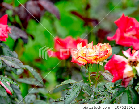 Colorful roses bloom beautifully in the autumn rain Colorful roses bloom beautifully in the autumn rain 107521503