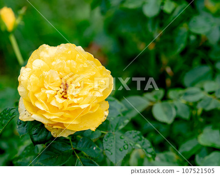 色彩繽紛的玫瑰在秋雨中美麗地綻放 色彩繽紛的玫瑰在秋雨中美麗地綻放 107521505