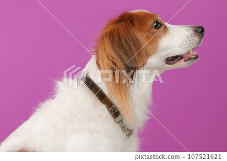 Side view of a medium-sized dog's collar Side view of a medium-sized dog's collar 107521621