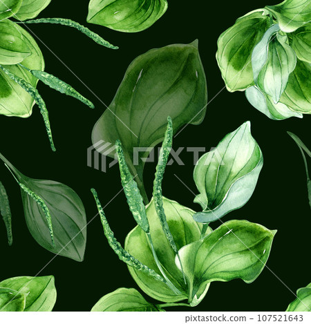 Plantago broadleaf medicinal plant watercolor seamless pattern isolated on black background. Plantain, green leaves, herb, psyllium hand drawn. Design for textile, package, wallpaper, wrapping 107521643
