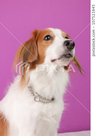 A photo of a medium-sized dog's collar taken from below A photo of a medium-sized dog's collar taken from below 107521645