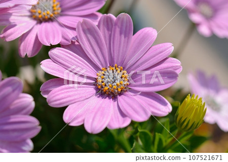 藍眼菊 藍眼菊 107521671