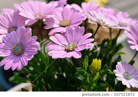 藍眼菊 藍眼菊 107521672