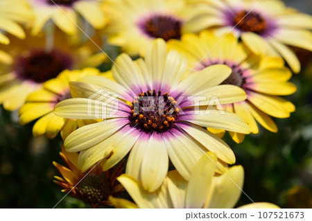 Osteoporum 107521673