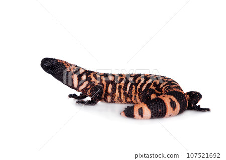 Gila Monster isolated on white 107521692