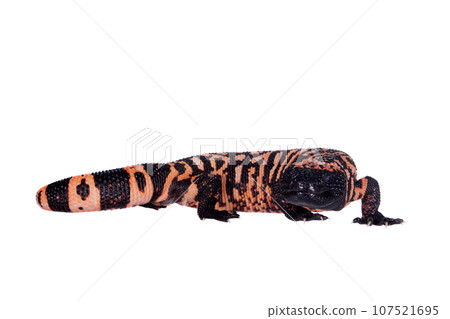 Gila Monster isolated on white 107521695