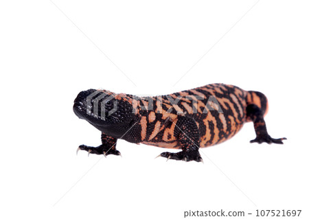 Gila Monster isolated on white 107521697