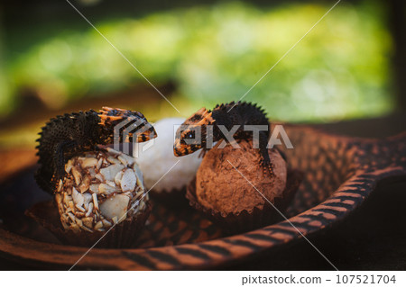 Red-eyed crocodile skinks, tribolonotus gracilis, on Truffles Red-eyed crocodile skinks, tribolonotus gracilis, on Truffles 107521704