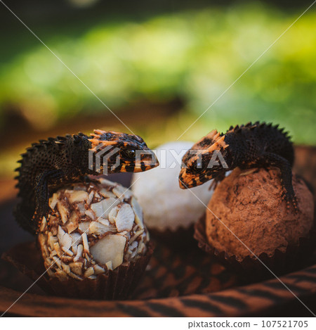 Red-eyed crocodile skinks, tribolonotus gracilis, on Truffles Red-eyed crocodile skinks, tribolonotus gracilis, on Truffles 107521705