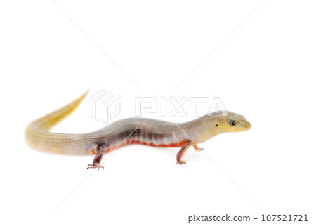 The Brazilian galliwasp on white 107521721